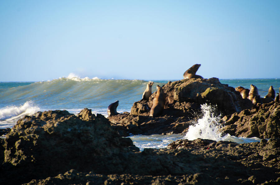 Sea Lions at Little Black Sands Beach - Shelter Cove  Photograph by Bill Cannon