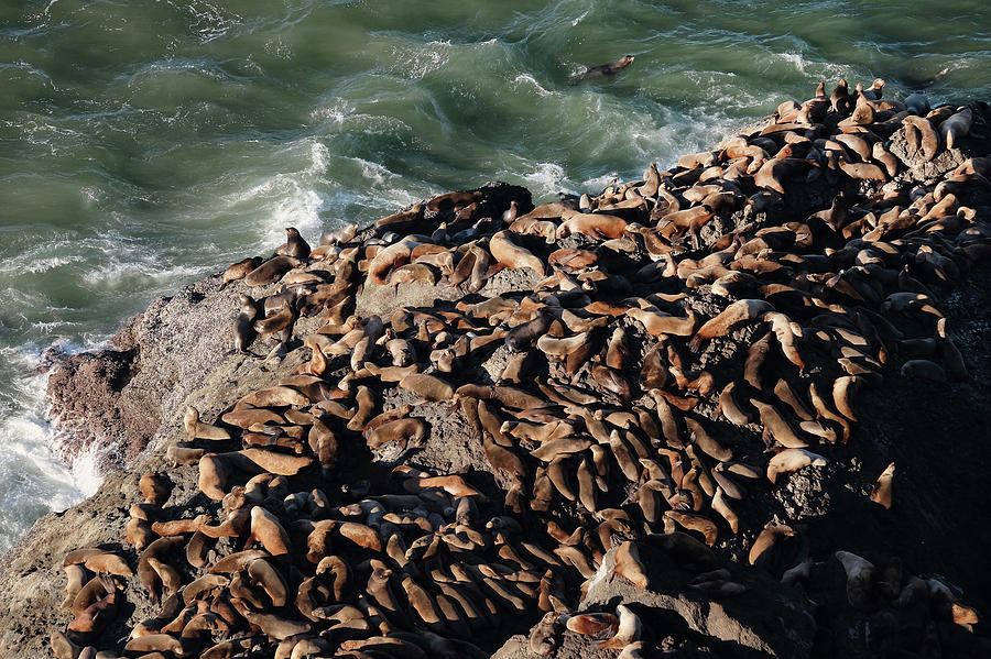 Sea Lions Congregate Along The Oregon Photograph by Theodore Clutter