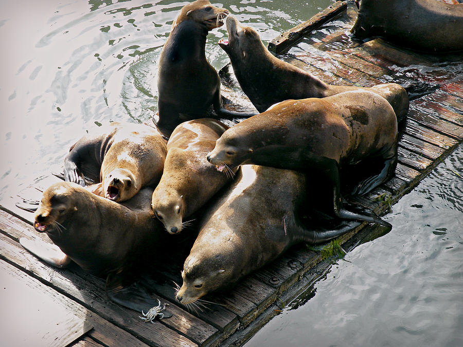Sea Lions in Newport Photograph by Micki Findlay