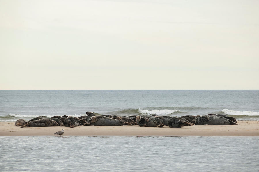 Sea Lions On Beach Digital Art by Guido Cozzi