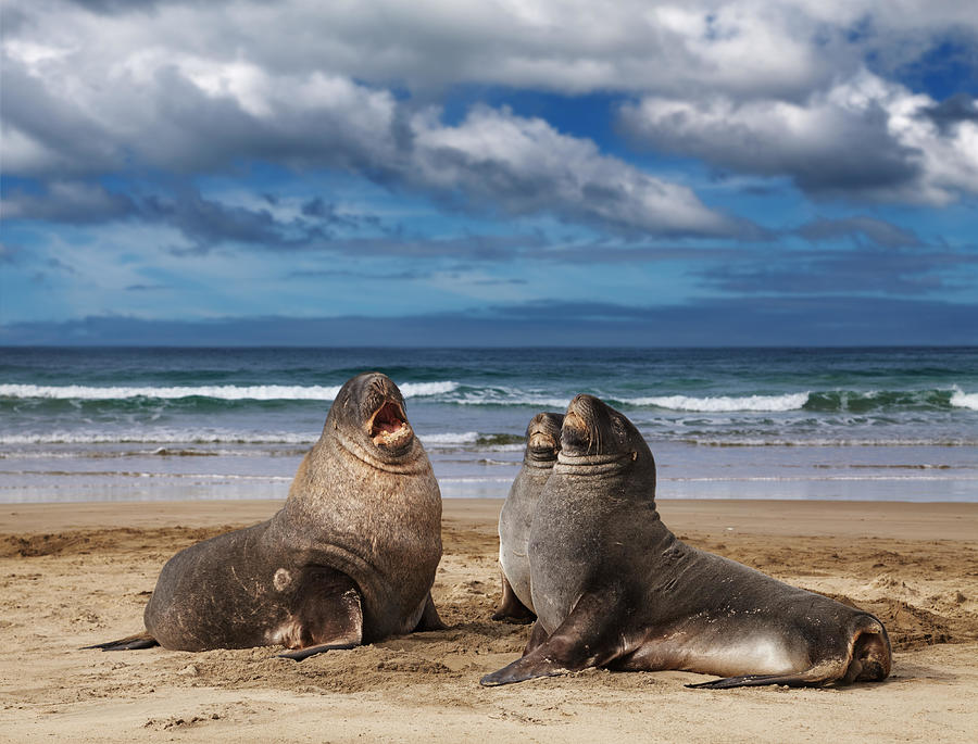 Landscape Photograph - Sea Lions On The Beach, Cannibal Bay by DPK-Photo