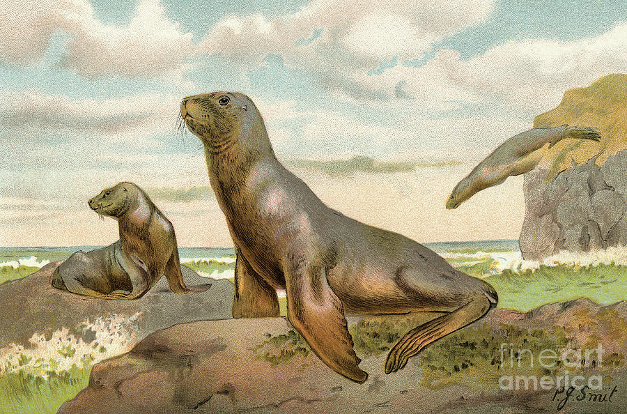 Sea Lions Playing On Shore Photograph by Bettmann