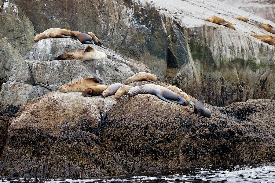 Sea Lions Sleeping on Rock Photograph by Scott Slone