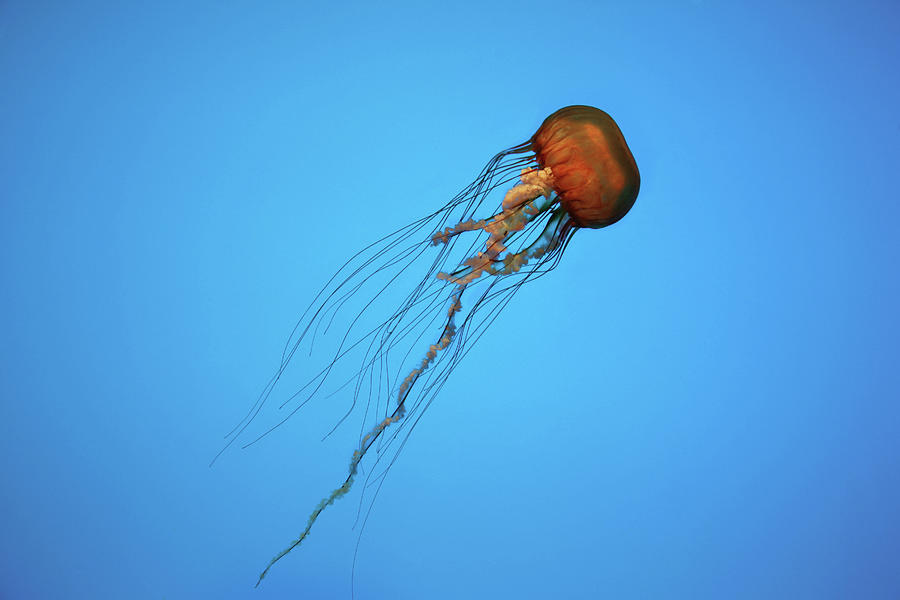 Sea Nettle Jellyfish Chrysaora Photograph by Nora Tejada