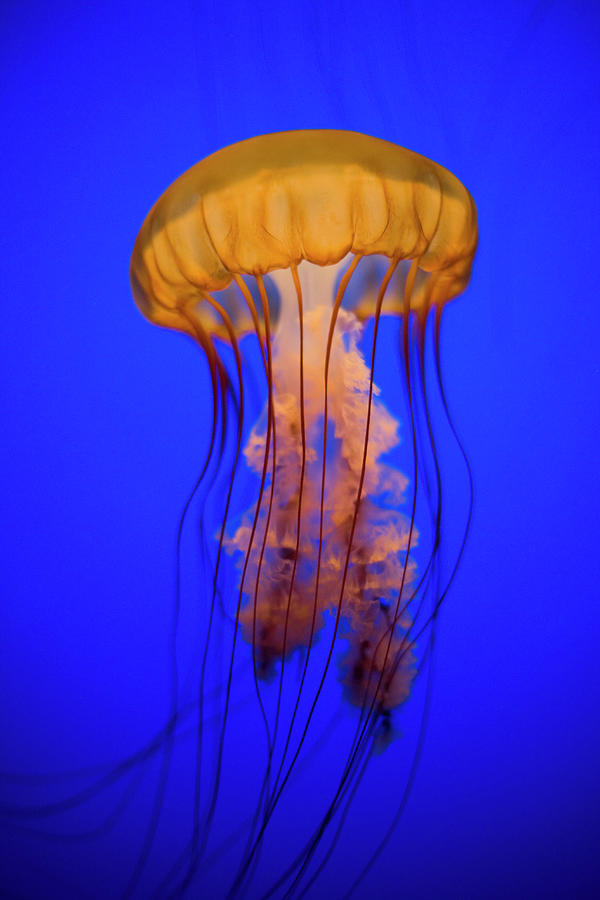 Sea Nettle Jellyfish Chrysaora Photograph by Patrick Strattner