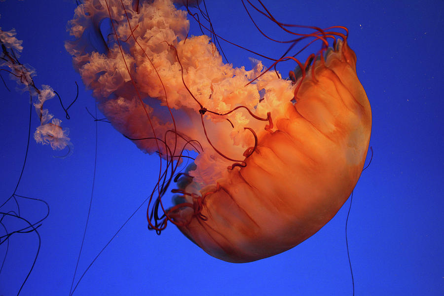 Sea Nettle Jellyfish Photograph by Harvey Tsoi