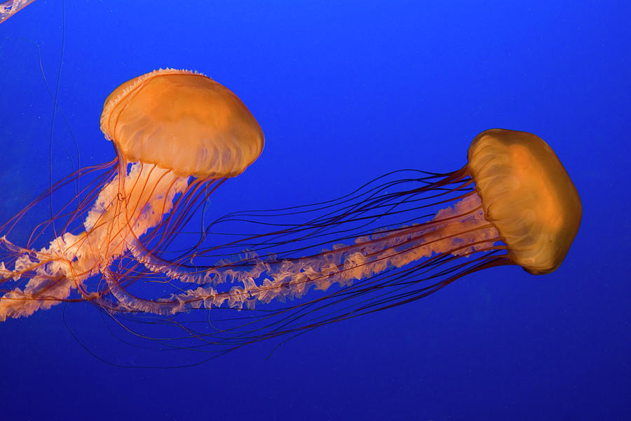 Sea Nettle Jellyfish Photograph by Lingbeek