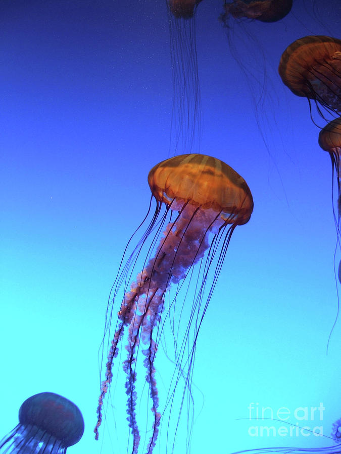 Sea Nettle Jellyfish Photograph