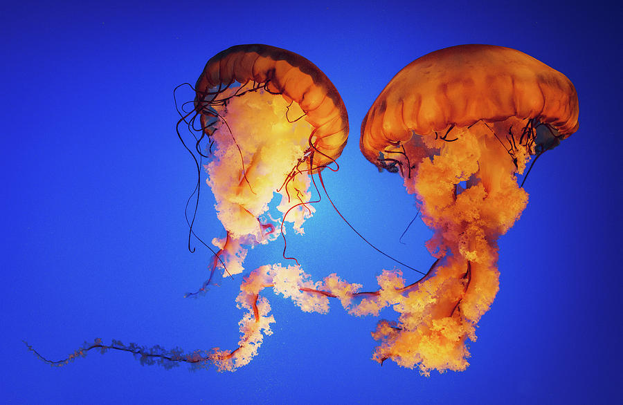 Sea Nettle  Jellyfish Photograph by Thepalmer