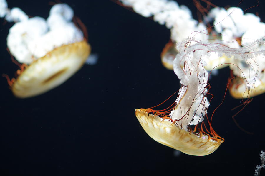 Sea Nettle Photograph by Takashi Hososhima