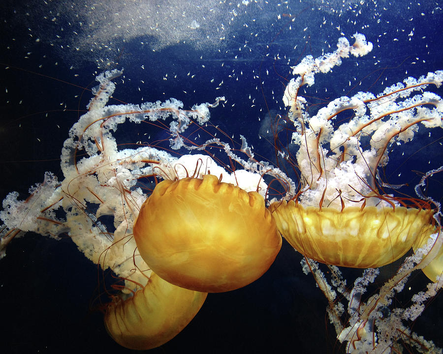 Sea Nettles Photograph by Sarah Palmer