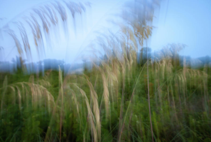 Sea Oats Abstract by R Scott Duncan Sea Oats Abstract by R Scott Duncan