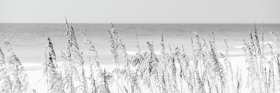 Sea Oats Beach Grass Florida Black and White Panorama Photo Photograph by Paul Velgos