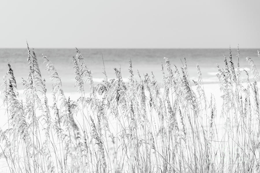 Sea Oats Beach Grass Florida Black and White Photo Photograph by Paul Velgos