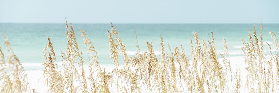 Sea Oats Beach Grass Pensacola Florida Panorama Photo Photograph by Paul Velgos