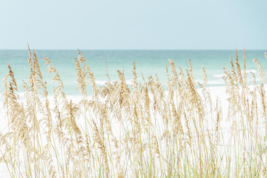 Summer Photograph - Sea Oats Beach Grass Pensacola Florida Photo by Paul Velgos