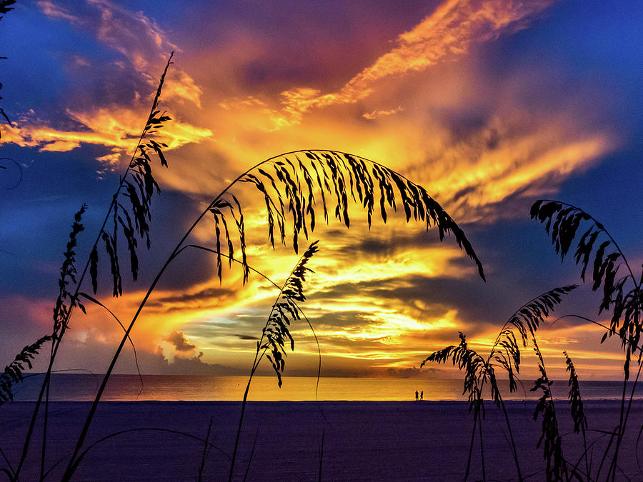 Sea Oats in Vivid Color Photograph by David Choate