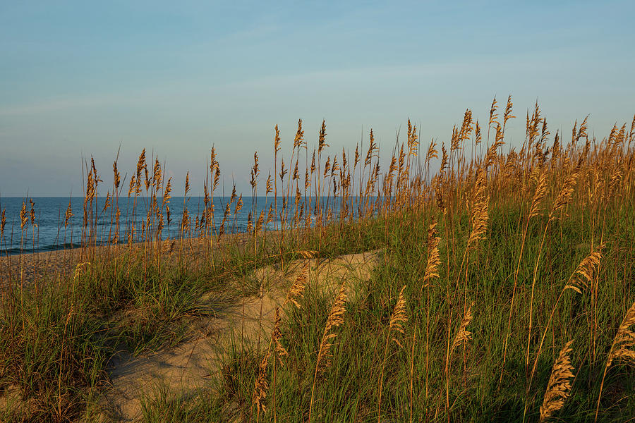 Sea Oats in Morning Photograph by Liz Albro