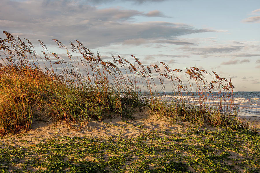 Sea Oats on the dune Photograph by Terry Shoemaker