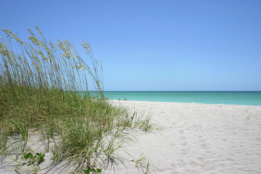 Sea Oats On White Sand Beach And Blue Photograph by Marje