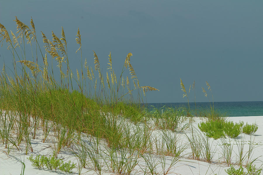 Sand Photograph - Sea Oats on White Sand by Tina Walsh Sand Photograph - Sea Oats on White Sand by Tina Walsh