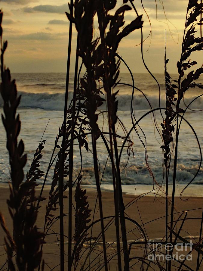 Sea Oats Standing Ready To Protect Photograph