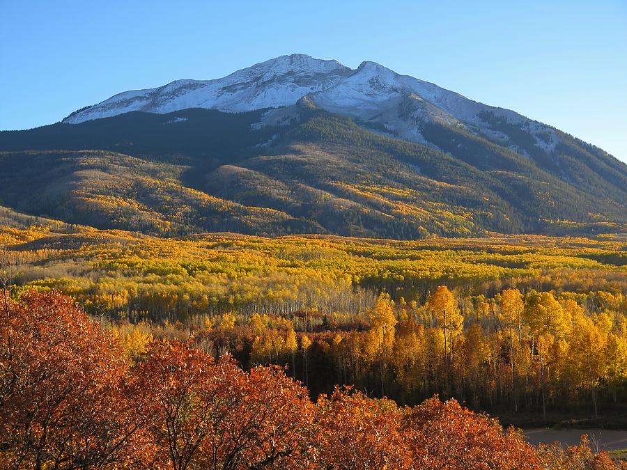 Sea of Aspens Photograph by Lori J Welch - Fine Art America