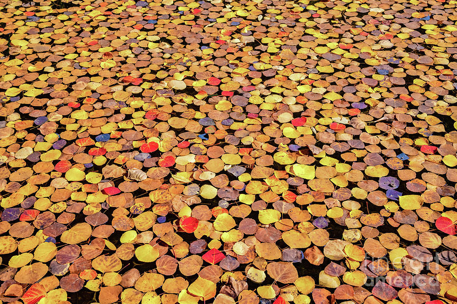 Sea of Leaves Photograph by Melissa Lipton