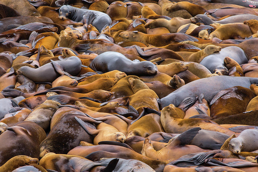 Sea Of Lions Photograph by Francois Roughol
