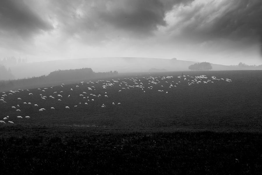 Sea Of Sheeps Photograph by Piotr Wiszniewski