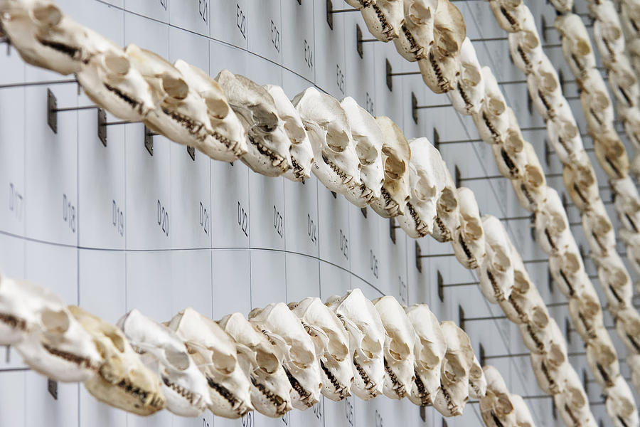 Sea of Skulls -- Sea Lion Skulls at The California Academy of Sciences Photograph by Darin Volpe