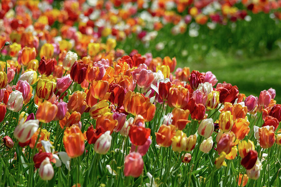 Sea of Tulips Photograph by Mary Ann Artz