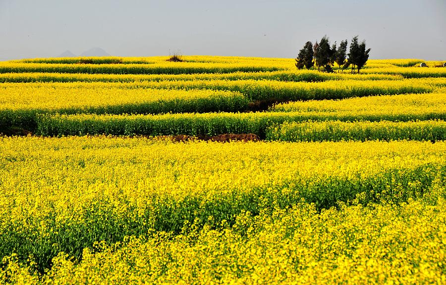 Sea Of Yellow Rapeseed Flowers Photograph by Melindachan