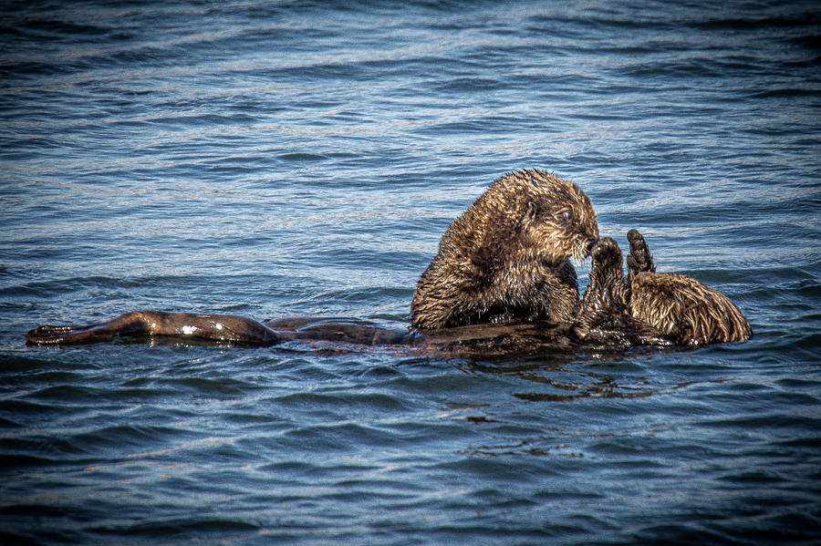 Sea Otter and Her Pup Photograph by Donald Pash