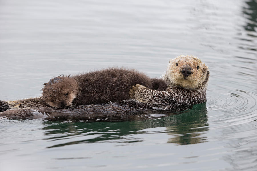 Sea Otter And Newborn Pup Photograph by Suzi Eszterhas