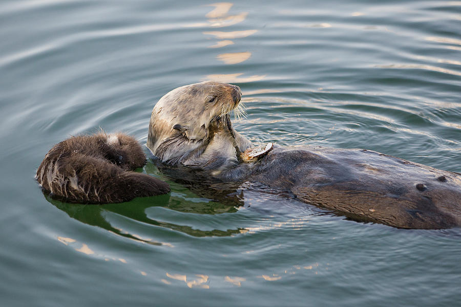 Sea Otter And Pup Floating Photograph by Suzi Eszterhas