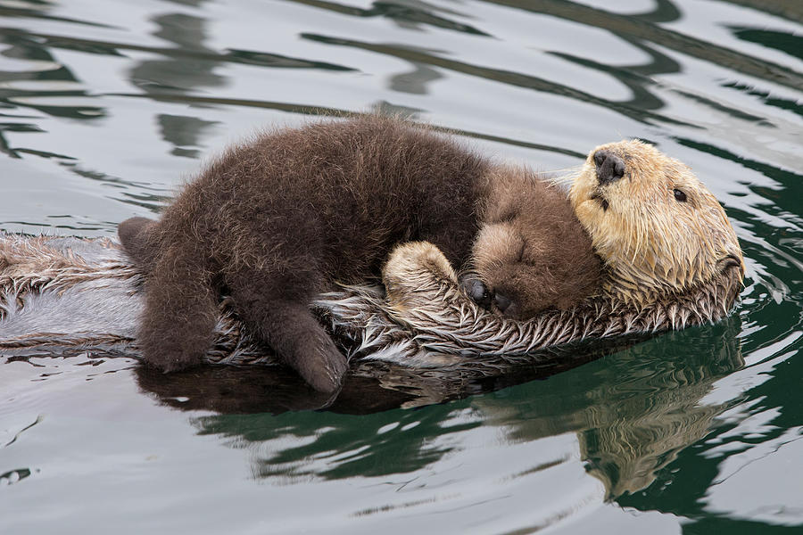 Sea Otter And Sleeping Pup Photograph by Suzi Eszterhas