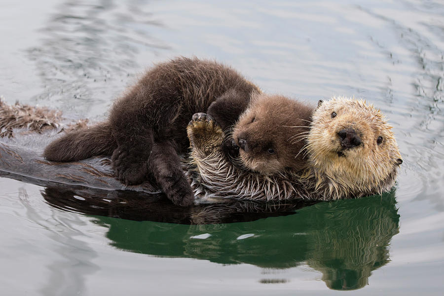 Sea Otter And Young Pup Photograph by Suzi Eszterhas