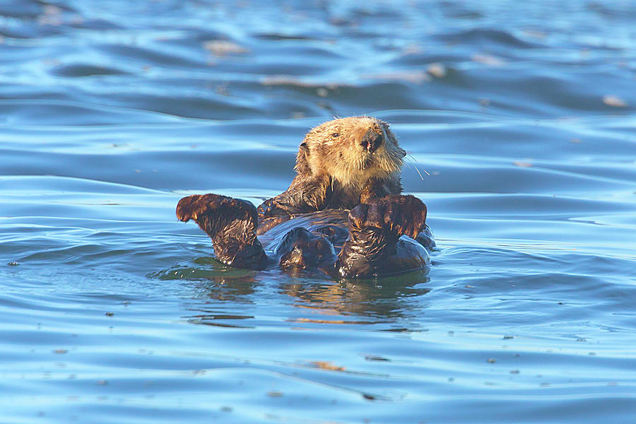 Sea Otter Photograph
