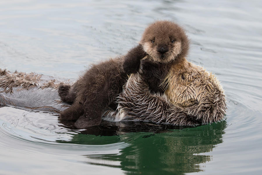 Sea Otter Carrying Pup Photograph by Suzi Eszterhas | Fine Art America