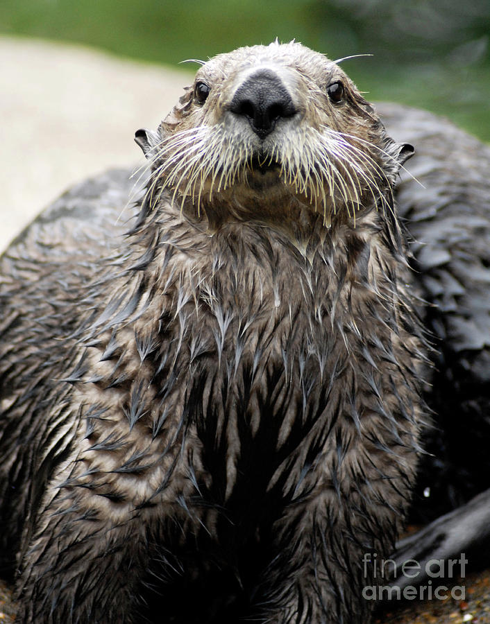Sea Otter Photograph by Denise Bruchman