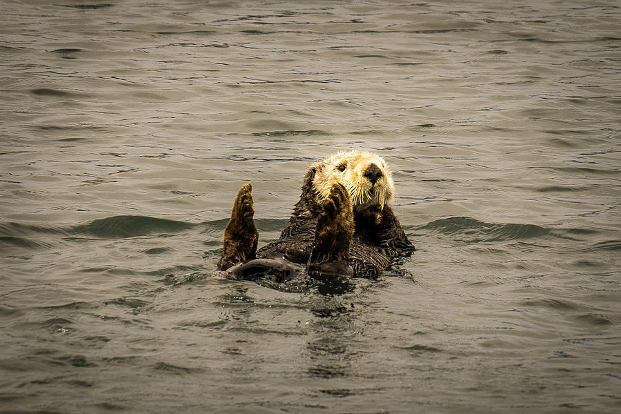 Sea Otter Photograph by Donald Pash