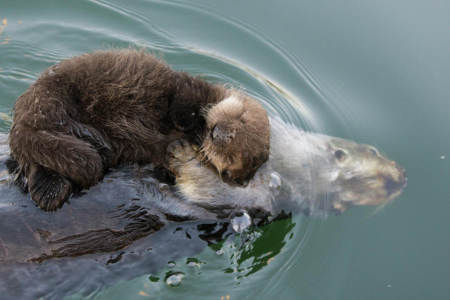 Sea Otter Dunking With Pup Photograph by Suzi Eszterhas