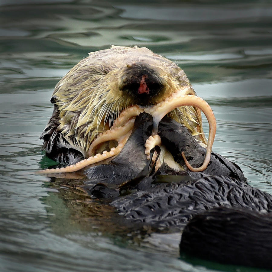 Sea Otter Eating Octopus Photograph by Cindy McIntyre
