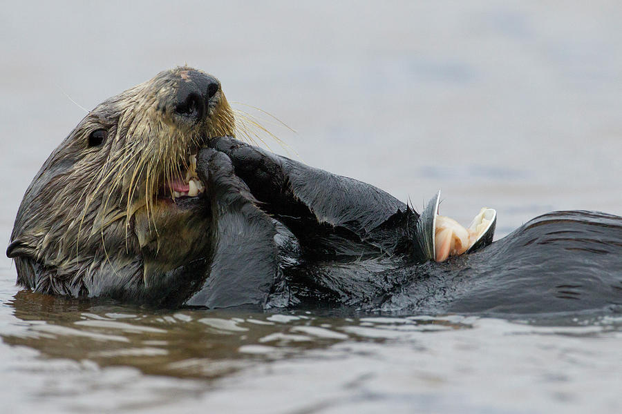 Sea Otter Feeding, Elkhorn Slough Photograph by Sebastian Kennerknecht Sea Otter Feeding, Elkhorn Slough Photograph by Sebastian Kennerknecht