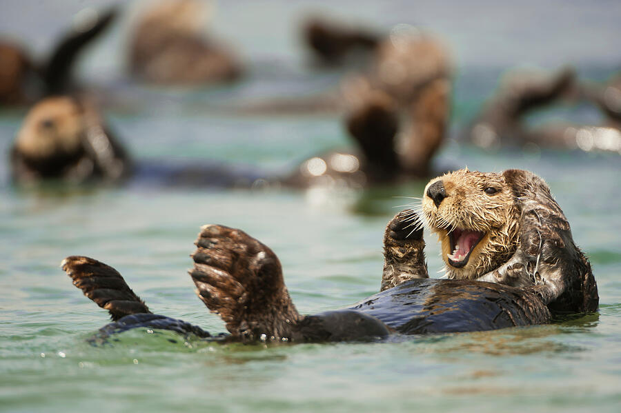 Wildlife Photograph - Sea Otter Floating, California, Usa, July. by Inaki Relanzon / Naturepl.com