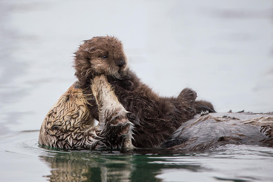 Sea Otter Holding Pup Photograph by Suzi Eszterhas