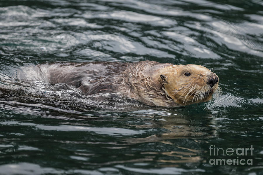 Wildlife Photograph - Sea Otter in Katchemak Bay,AK by Eva Lechner