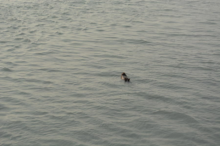 sea otter by Joe Smiga sea otter by Joe Smiga