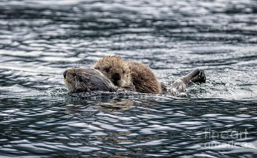 Wildlife Photograph - Sea Otter Mom and Baby by Eva Lechner